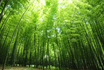 Foto op Canvas weelderig bamboebos © Jimmy Lu