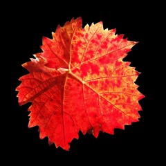 rotes Weinblatt freigestellt