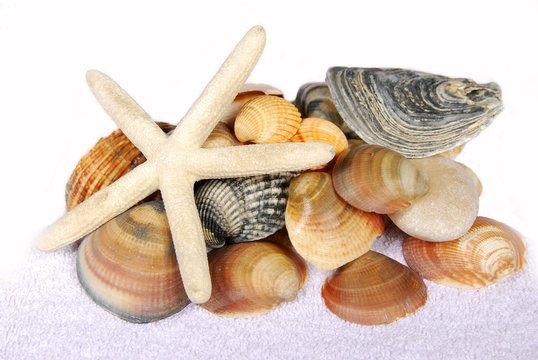 coquillages