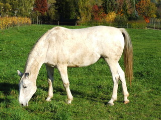 Naklejka na ściany i meble biały koń