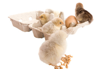 Chicks, egg, box and wheat