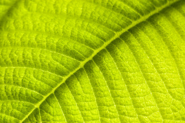Green leaf closeup.