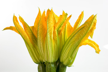 Fiori di zucchino