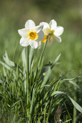 Obraz premium Couple de jonquilles