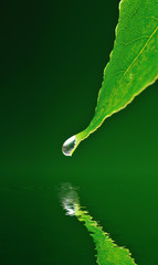 Goutte