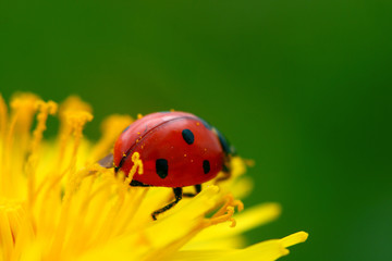 Fototapeta premium ladybug on dandelion