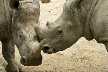 Naklejka premium sfida 2