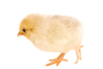 Pekin Bantam Chick with feathered legs