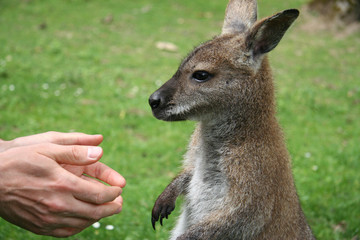 Man asking a small kangaroo to give him a hand