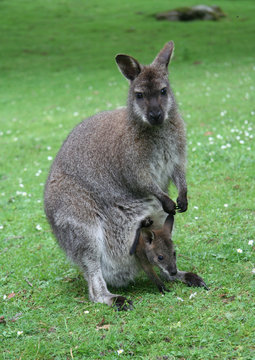 Family of kangaroos - mother and baby