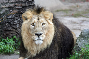 Portrait of sad looking male lion