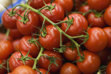 Etale de tomates en grappe