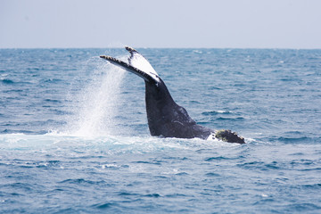 Naklejka premium Humpback Whale