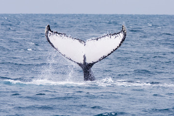 Fototapeta premium Humpback Whale