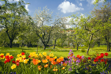 Tulpen vor Streuobstgarten