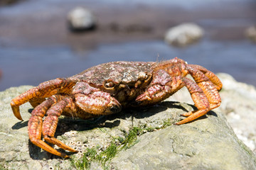 crab (Erimacrus isenbeckii )
