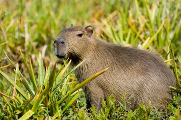 Capivara in Ibera, Argentina.