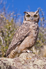Great Horned Owl  (Bubo virginianus) in  Patagonia.