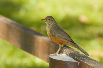 Turdus rufiventris