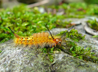 Close-up of Caterpillar 9