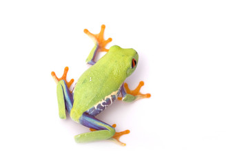 frog closeup on white