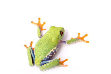 frog closeup on white