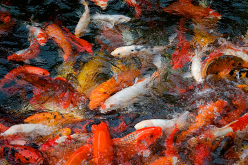 Red fish gathering for food