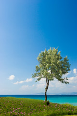 Fototapeta na wymiar Olive tree at the Greek seaside