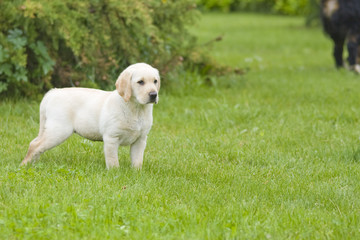labrador jeune