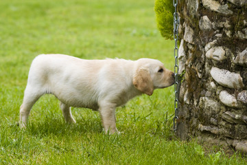 labrador
