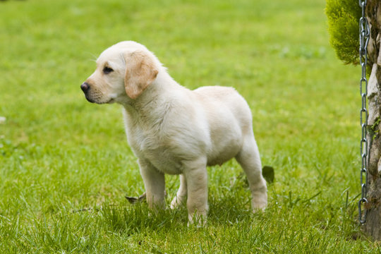 labrador