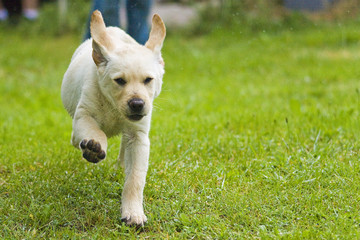 labrador