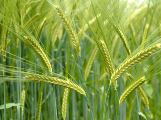 Green durum wheat field