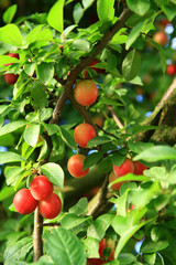 cherry plum