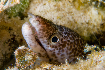 Spotted Moray Eel