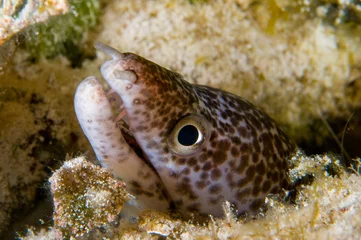Gordijnen Spotted Moray Eel © Kay Burn Lim