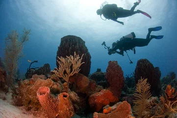 Printed kitchen splashbacks Diving Divers and Reef