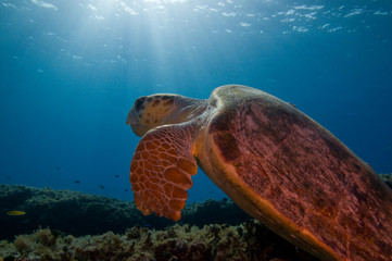 Turtle with sunburst