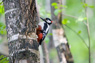 Woodpecker in forest