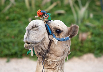 Relaxing Camel