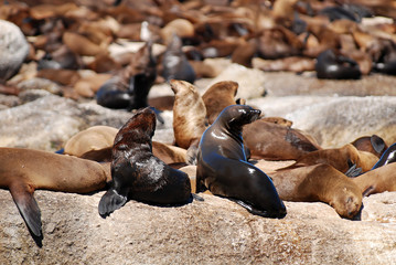 seals on Duiker island