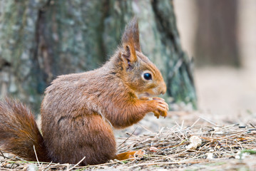 Little Red Squirrel