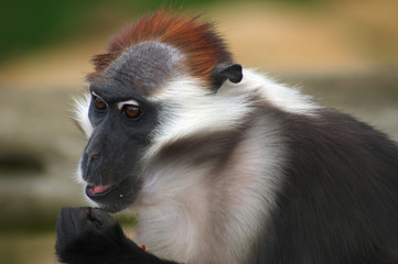 L'Hoest's Monkey