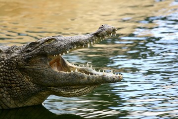 croco