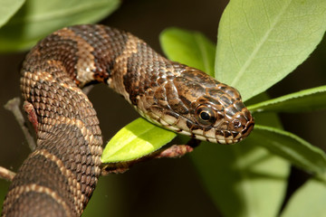 Obraz premium Northern Water Snake (nerodia sipedon) climbing in a tree