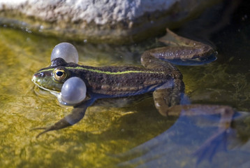 Frog calling the partner for mating.