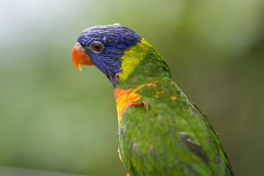 Head of Parrot
