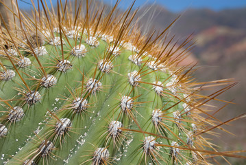 Cactus Detail With Big Thorns