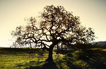 oak tree
