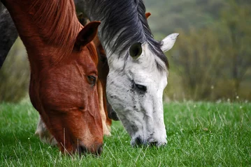 Fototapeten graze horses © Stoyan Markov